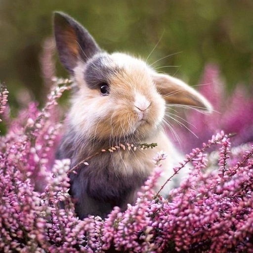 Little Bunnies logo