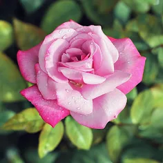Flower Jigsaw Puzzles - Screenshot 1