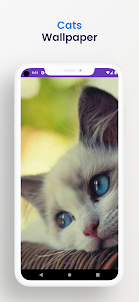 Cute Cat Wallpapers Live HD 4K