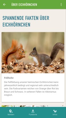 Eichhörnchen in Bayernのおすすめ画像2