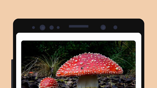 Picture Mushroom – Mushroom ID Mod APK 2.9.19 (Unlocked)(Premium) Gallery 3