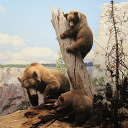 Download Jigsaw Puzzle: Animals Install Latest APK downloader
