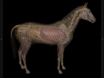 3D Horse Anatomy - Screenshot Image