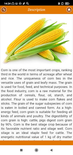 Corn: from "A" to "Z" Screen 2