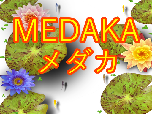 MEDAKA 1.0.2 screenshots 1