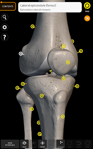 Screenshot of Skeleton | 3D Anatomy