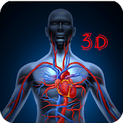 Basic human anatomy 3D videos