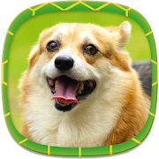 Dog Wallpapers  Icon