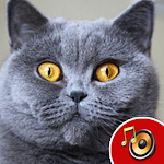 Cover Image of Tải xuống Cat Sounds - Complete Cat Sounds 1.0.4 APK