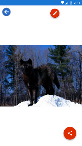 Arctic Wolf Wolf Wallpapers