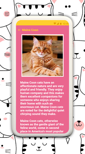 Android application Popular cat breeds screenshort