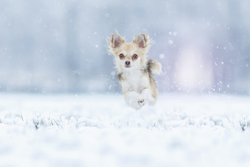 Chihuahua Dog Wallpapers 1