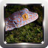 Tokay Gecko Sounds icon