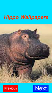 Hippopotamus 4K Wallpaper Sim