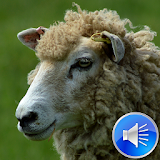 Sheep Sounds Ringtones icon