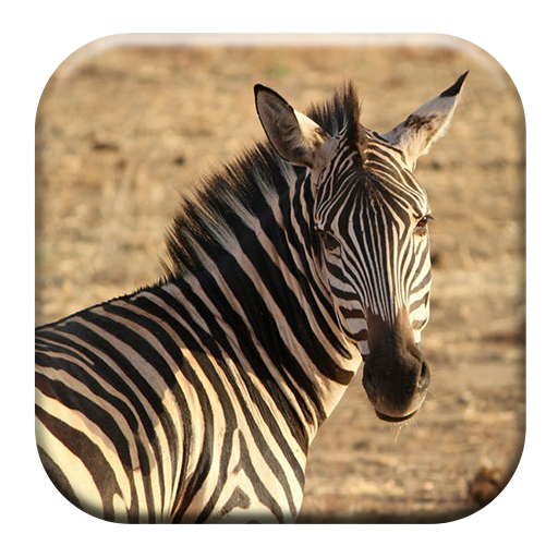 Zebra Sounds logo