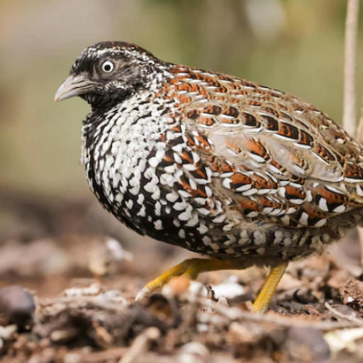 Barred buttonquail Calls 1.0.10 Icon