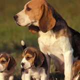 Beagle Dogs Wallpapers icon