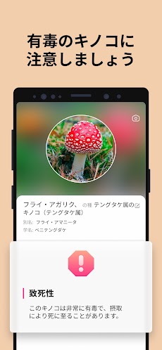 Picture Mushroom - 1秒キノコ図鑑のおすすめ画像3