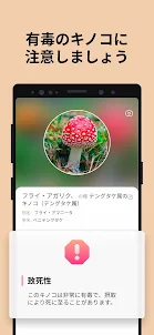 Picture Mushroom - 1秒キノコ図鑑