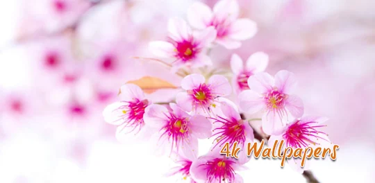 Pink Red Flower 4K Wallpapers