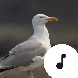 Icon image Seagull Sounds