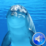 Dolphin Sounds Ringtones icon