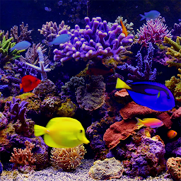 Icon image Amazing Aquariums In HD