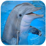 Dolphin sounds icon