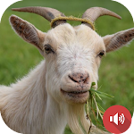 Cover Image of Télécharger Goat Sounds 1.0 APK