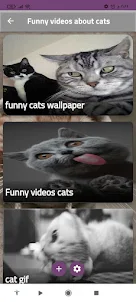 Funny videos about cats