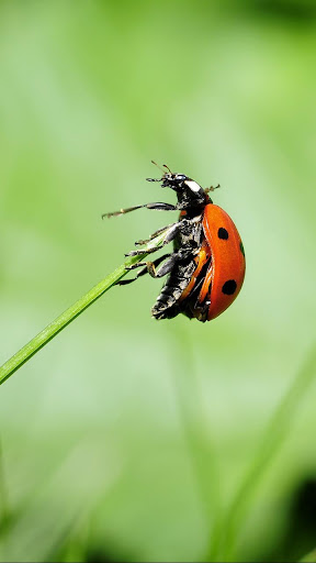 Android application beetle wallpaper screenshort