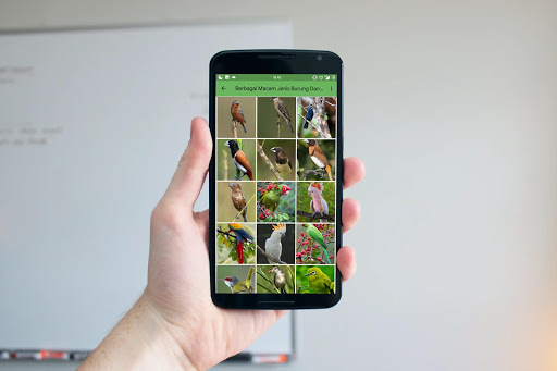 Kicau Burung Pemikat