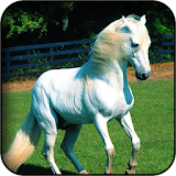 Horse 3D wallpapers icon