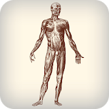 Daily Amazing Human Body Facts OFFLINE icon
