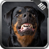 Rottweiler Pack 2 Wallpaper icon