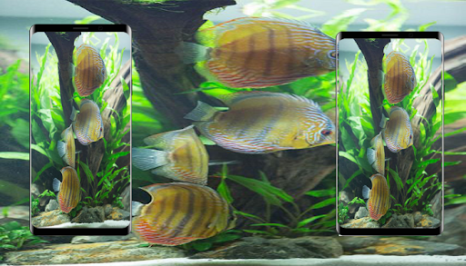 Wallpapers Aquarium HD The Real Fish