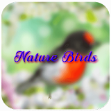 Nature Birds Live Wallpaper icon