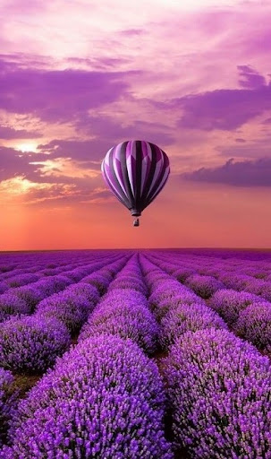 Android application Purple Nature Wallpapers screenshort