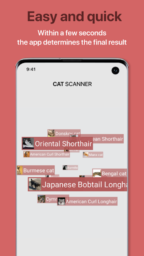 Cat Scanner: Breed Recognition-2