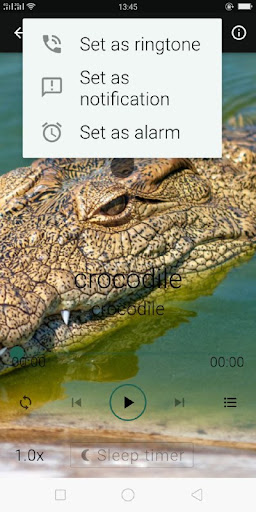 crocodile