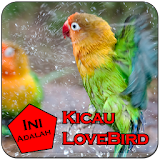 Kicau Love Bird Gacors icon