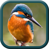 Kingfisher Bird Wallpapers icon