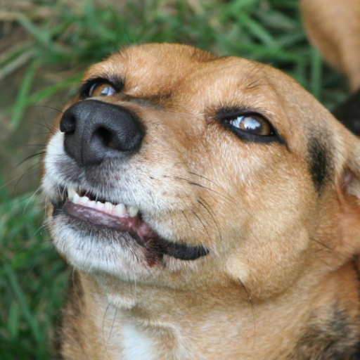 Dog sounds logo