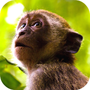 Top 20 Entertainment Apps Like ? Monkey Sounds - Best Alternatives