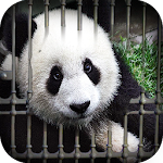 Cover Image of Herunterladen Can You Escape - Baby Panda  APK