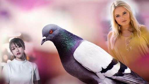 Birds photo frame editor with