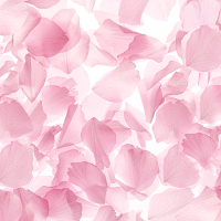 Flower Wallpaper Sheer Sakura