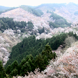 Japan:MountYoshino Sakura icon
