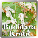 Budidaya Kroto icon